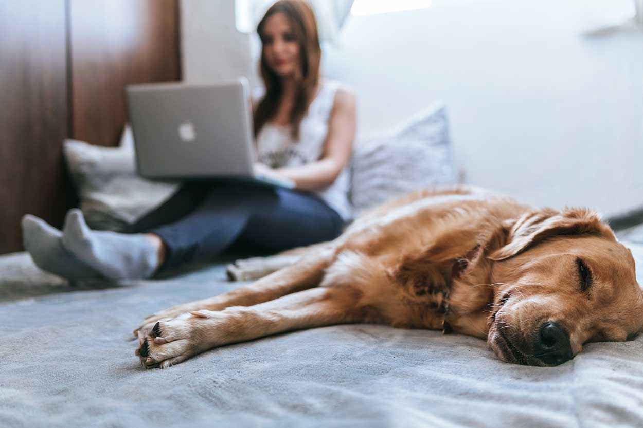 dog on bed whilst woman obtains exact apr on car finance