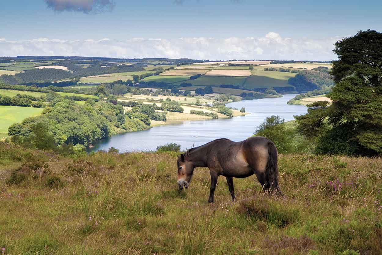 exmoor pony at the national park