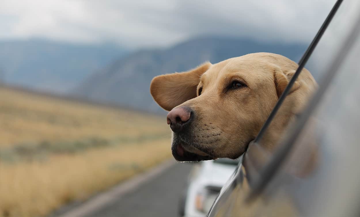 Dog in a car that was bought without a log book