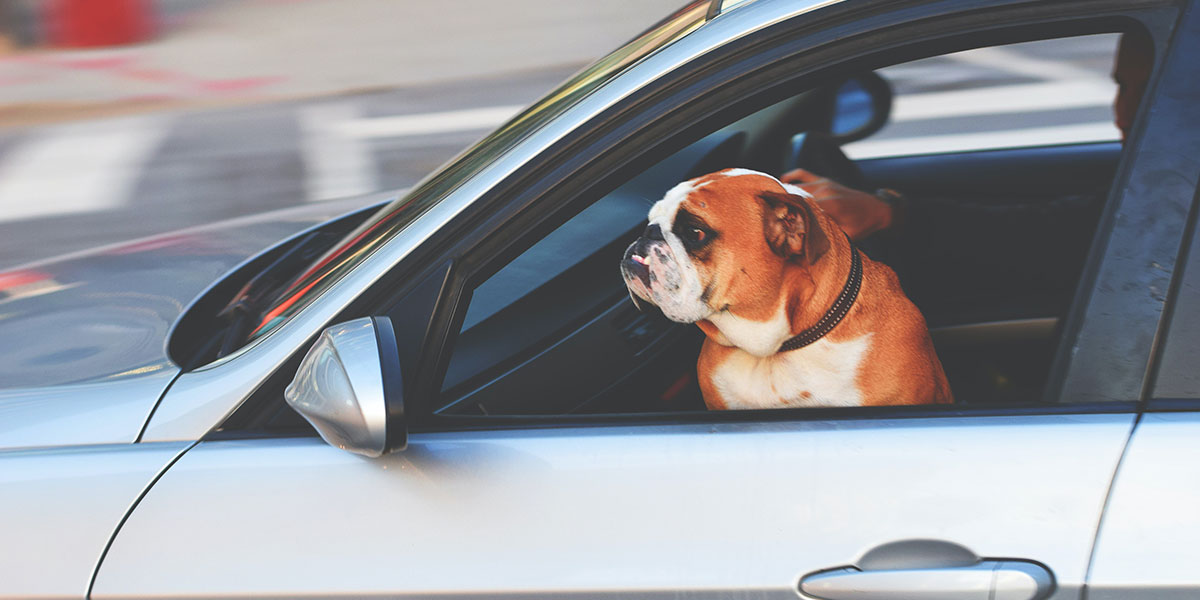 Person driving with dog