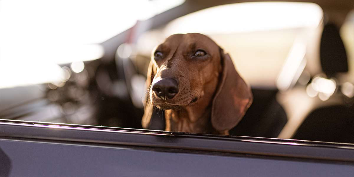 Dog looking out of car window