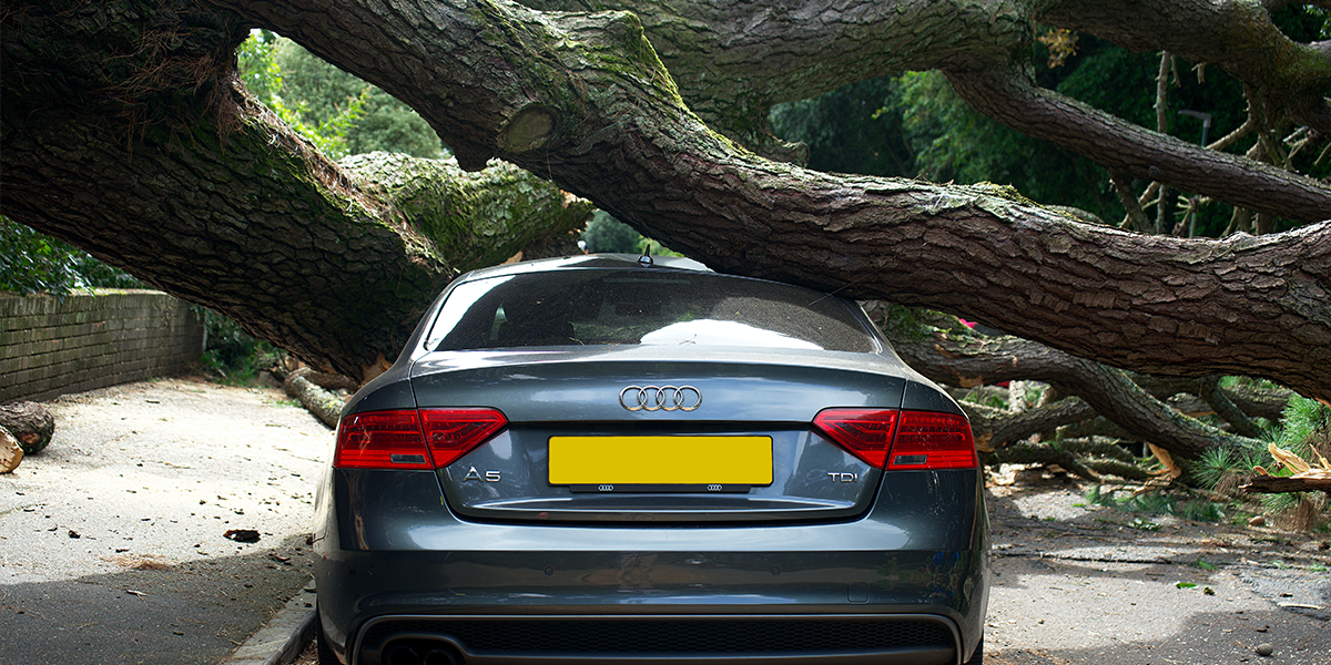 Car damaged by falling tree